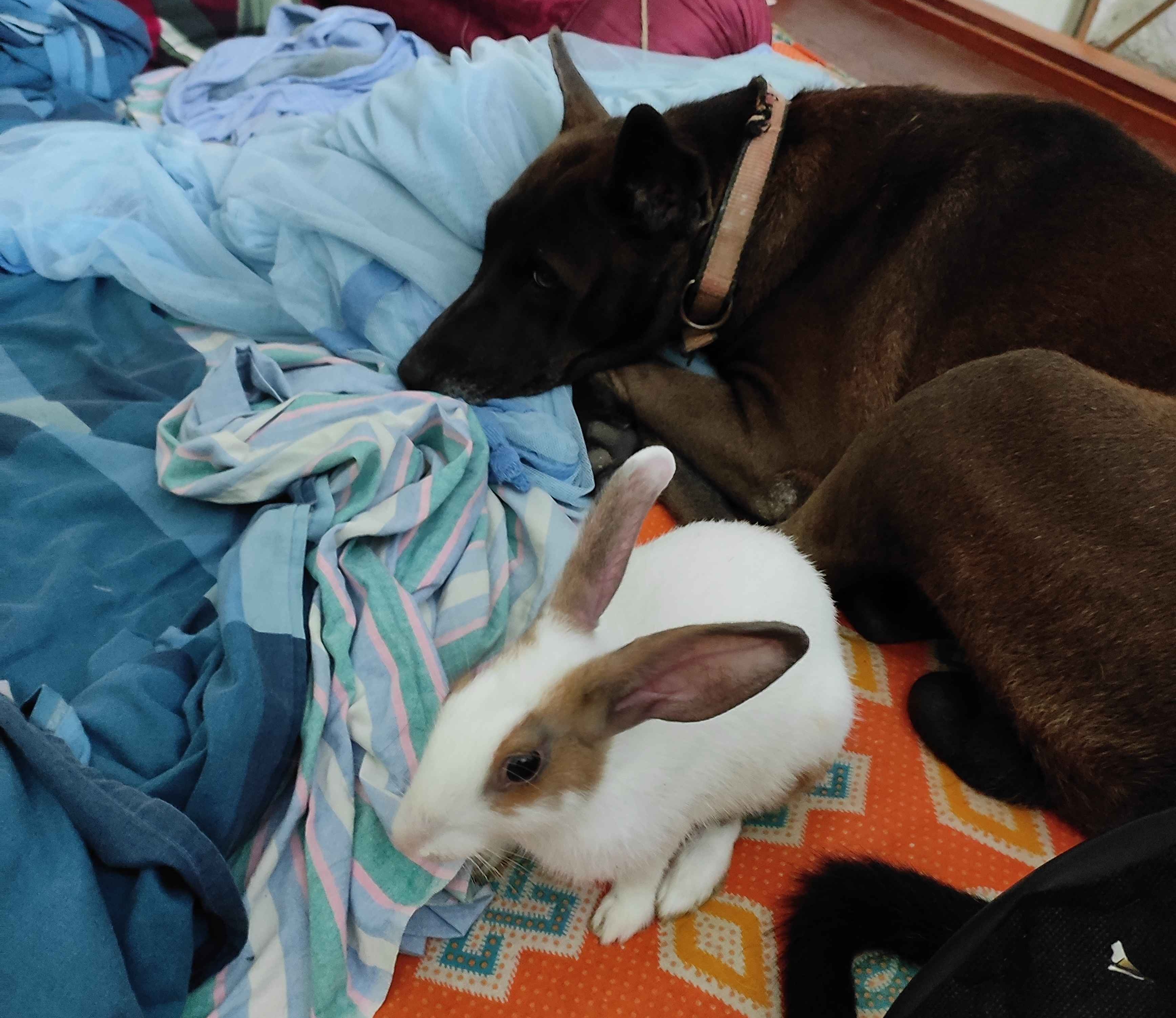 a picture of my rabbit and dog